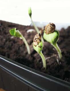 Sowing in trays