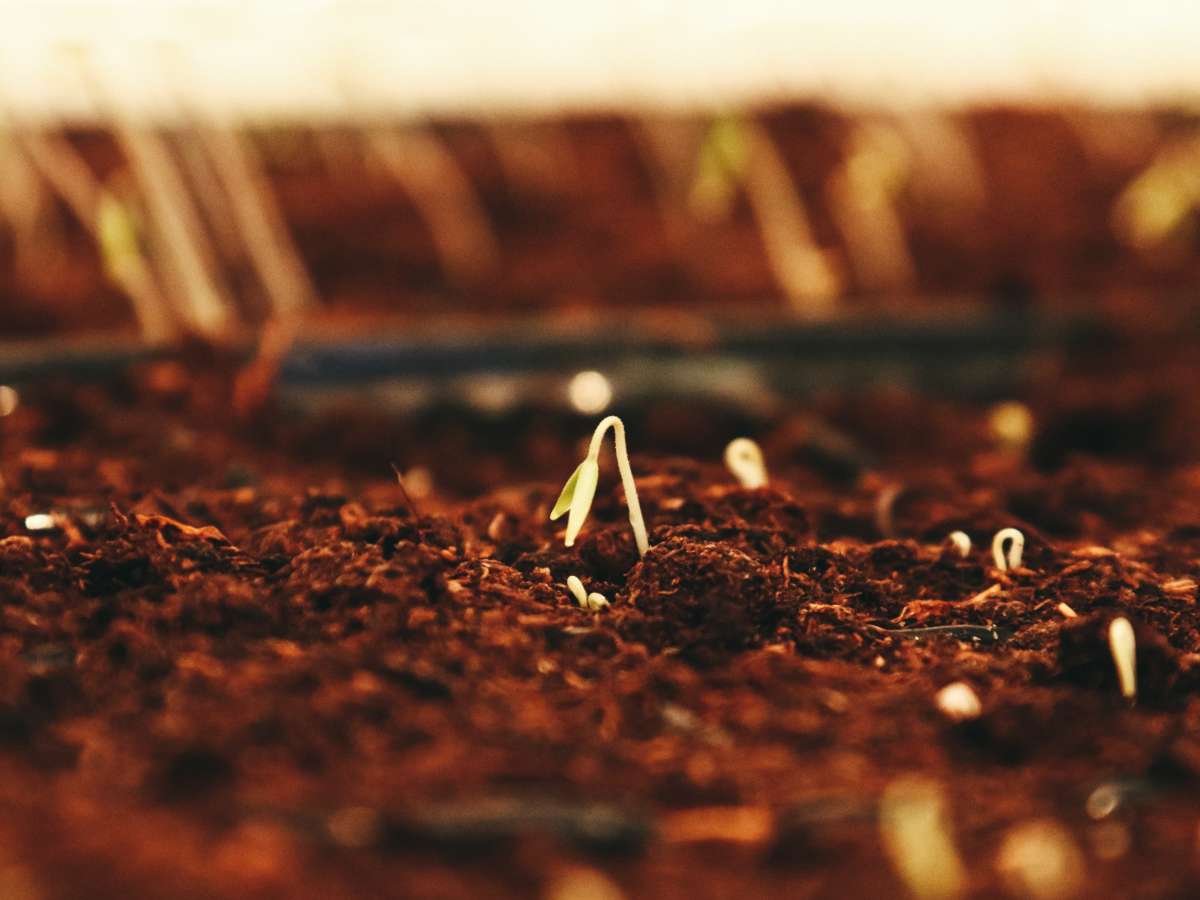 Seed sowing tray