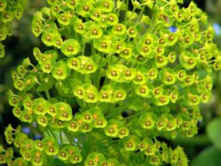 Spurge flower