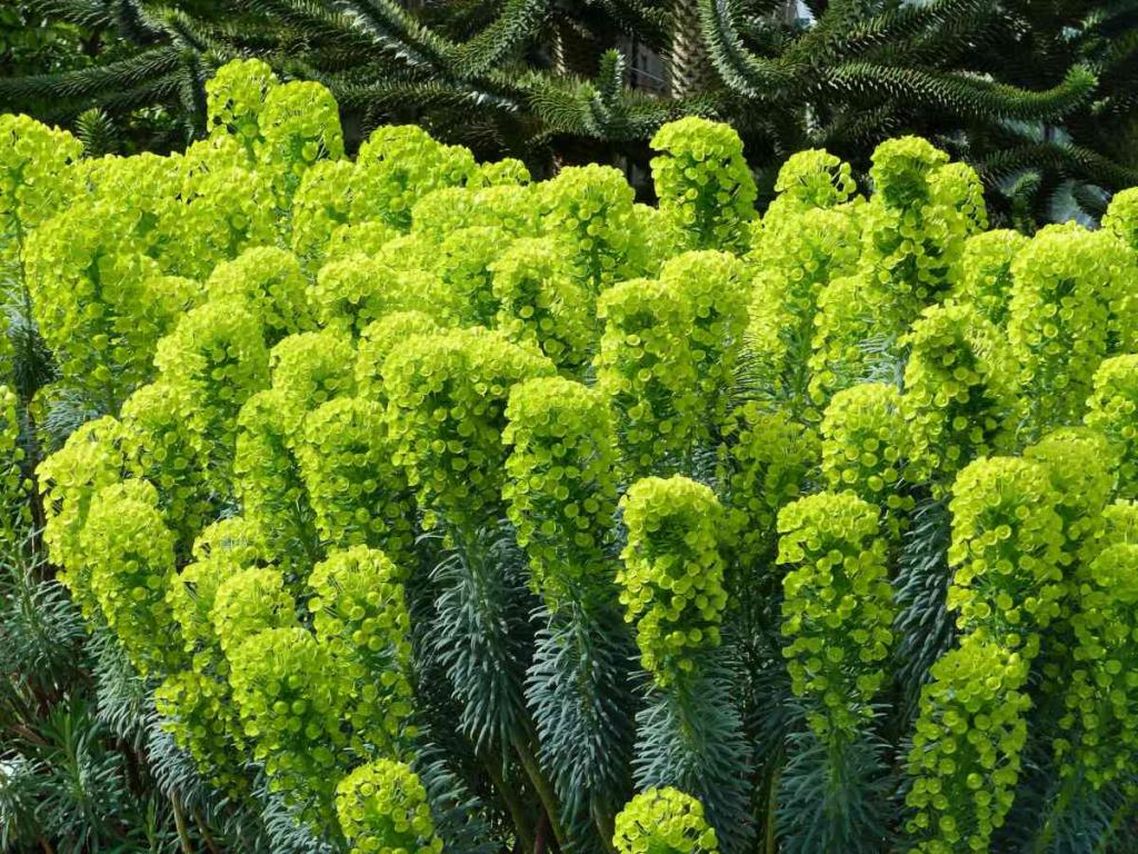 thumbnail image 2 of 10+ Mediterranean Spurge Seeds (Euphorbia Characias) – Unique Perennial Flower For Full Sun 2 of 6