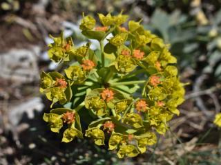 Planting spurge