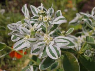 Varieties of spurge