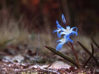 Squill - scilla