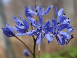 Varieties of forest hyacinth