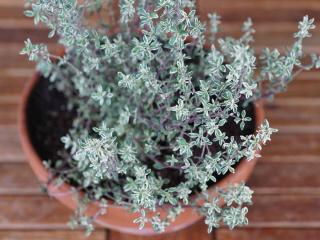 Thyme bronchitis treatment