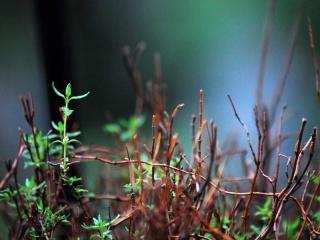 Caring for thyme