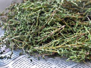 Thyme harvest