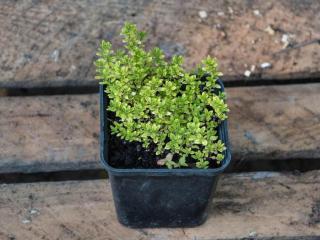 Planting thyme