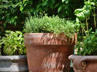 Pot with thyme