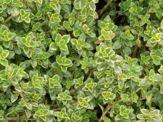 Varieties of thyme