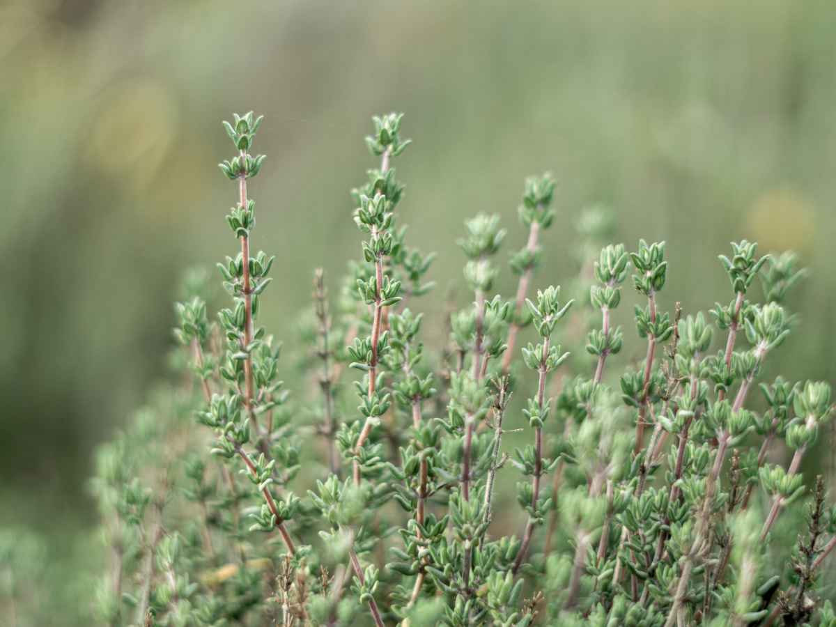 Thyme