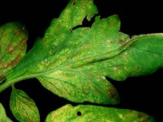 Tomato spotted wilt virus - thrips