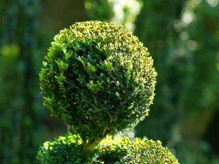 topiary