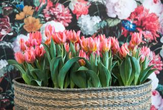 tulip in pot