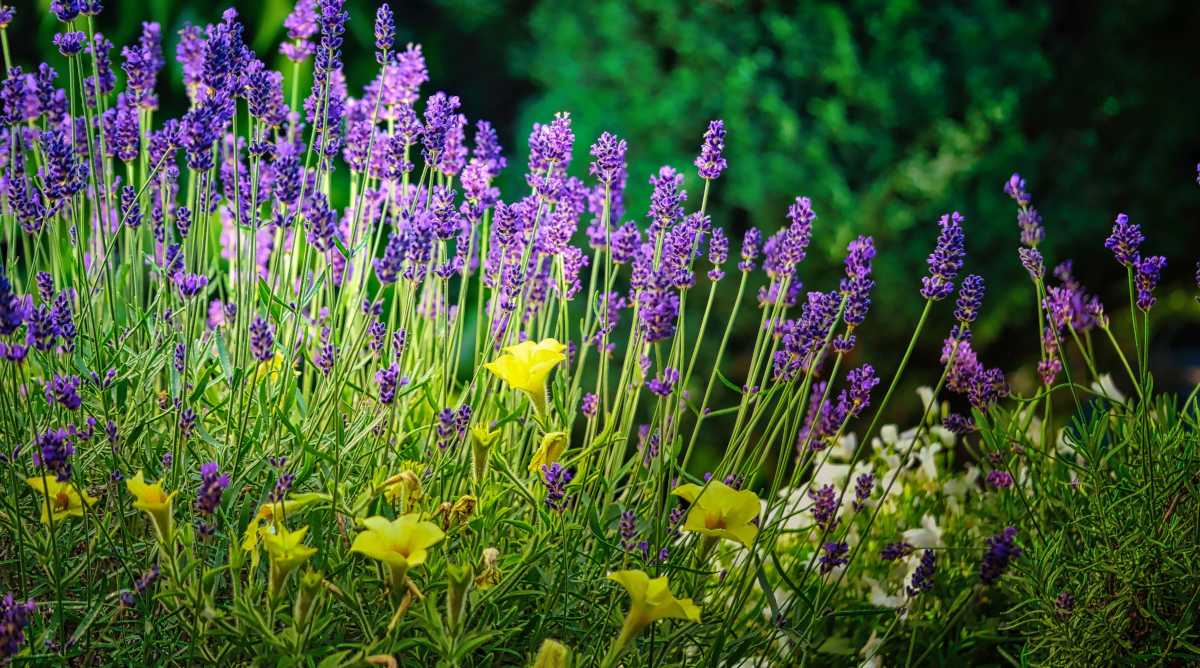 Types of English lavender