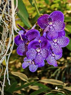 Vanda orchid care