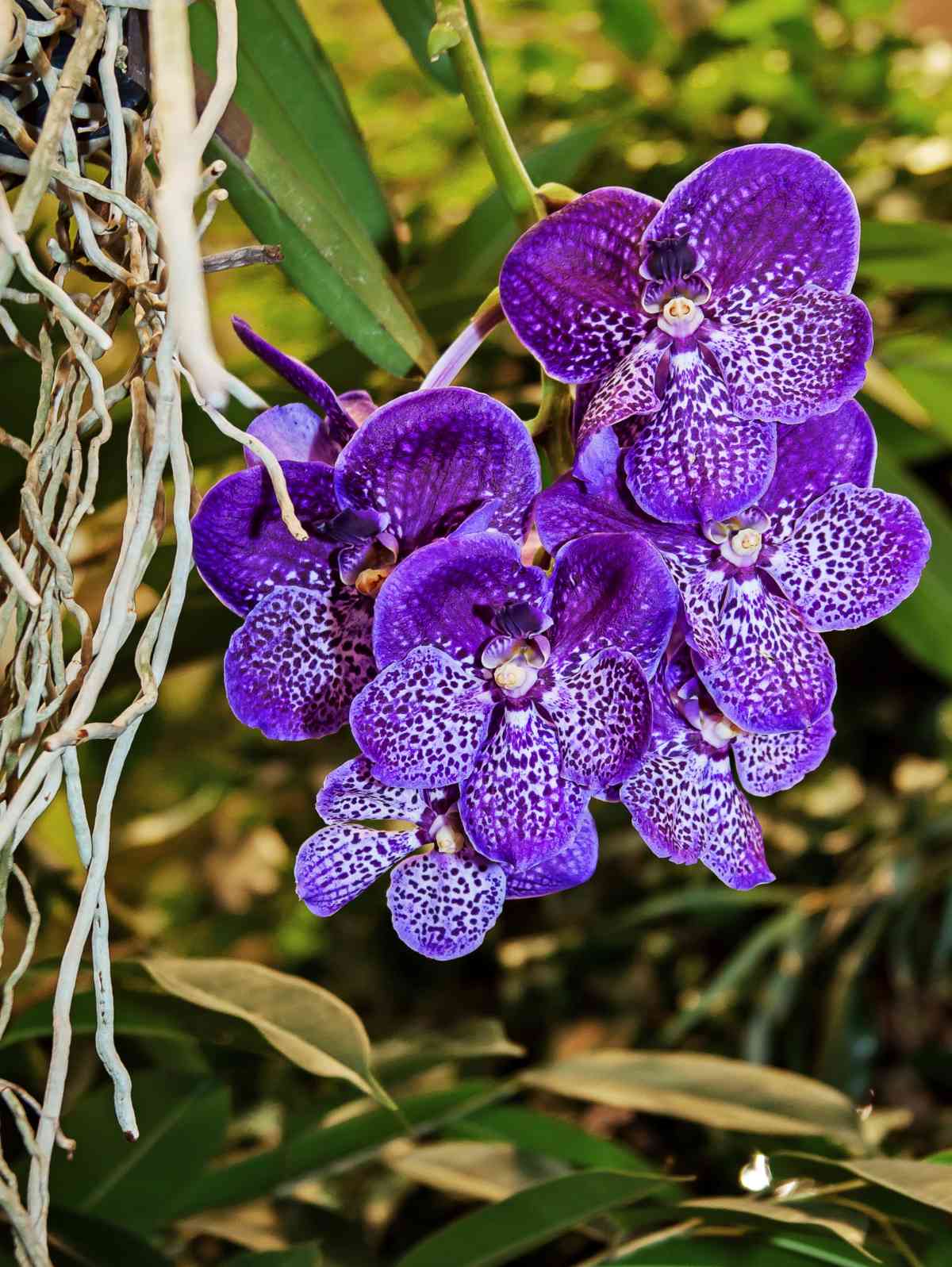 Vanda orchid care, uses and getting it to flower again