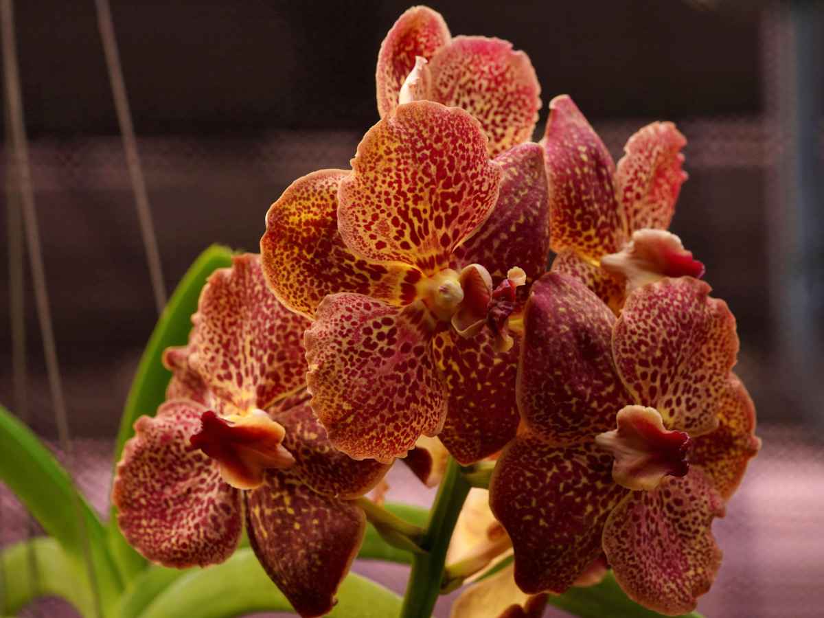 Vanda orchid care, uses and getting it to flower again