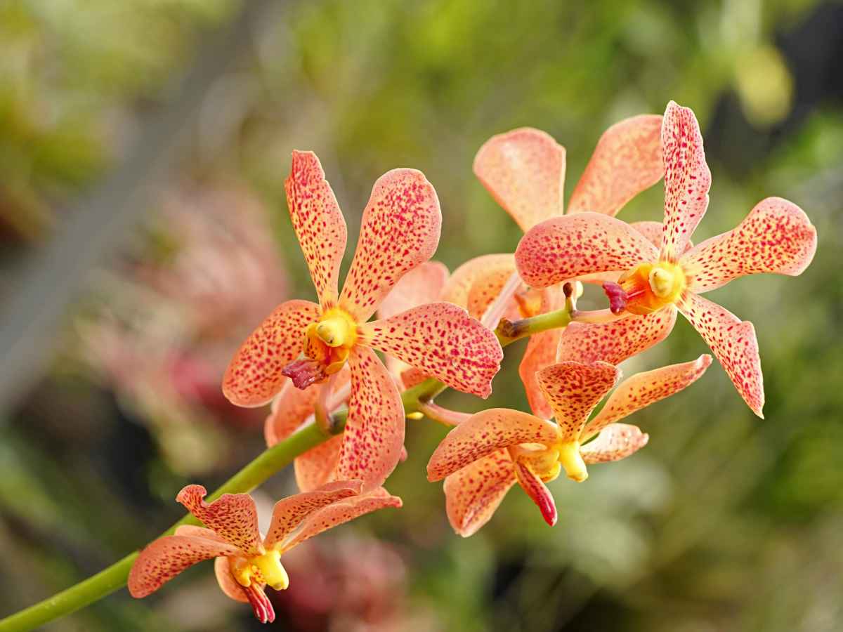 Vanda orchid care, uses and getting it to flower again