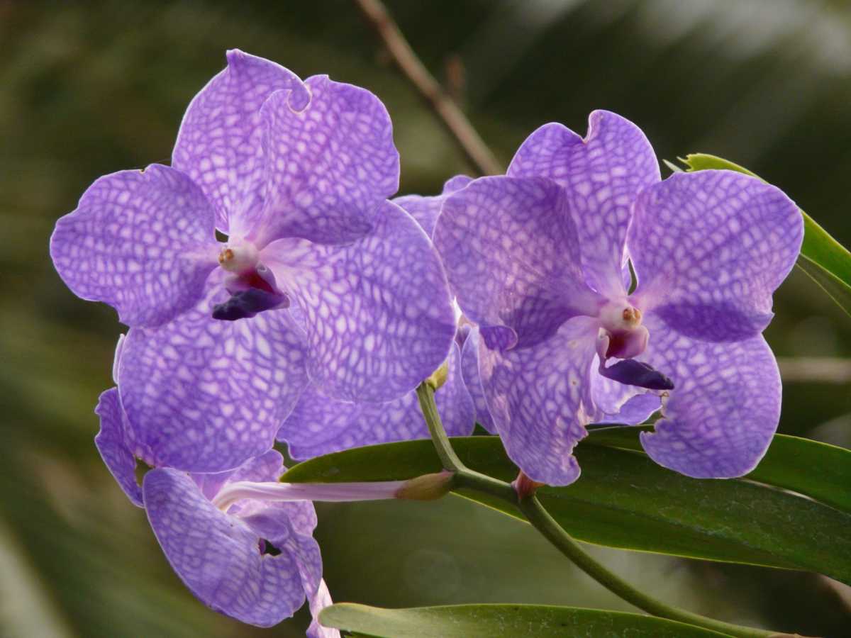 Vanda orchid care, uses and getting it to flower again