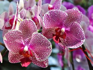 Watering for vanda