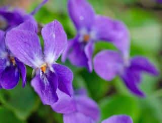 Violet benefits health