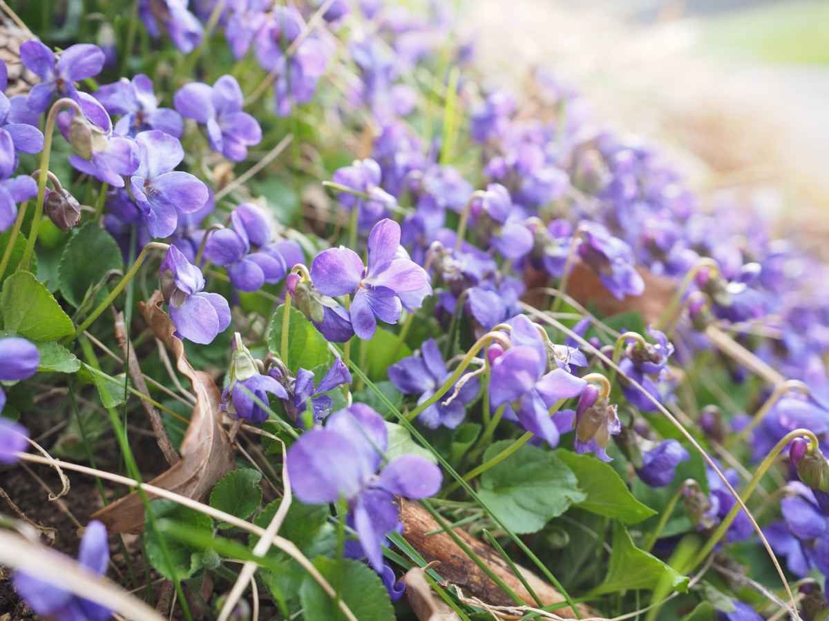 Violet - health benefits and therapeutic value