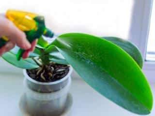 Watering phalaenopsis