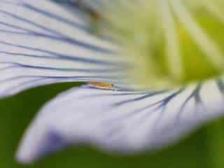 Host plants for Western flower thrips