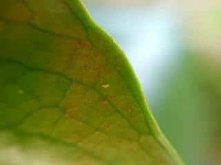 Symptoms of western flower thrips