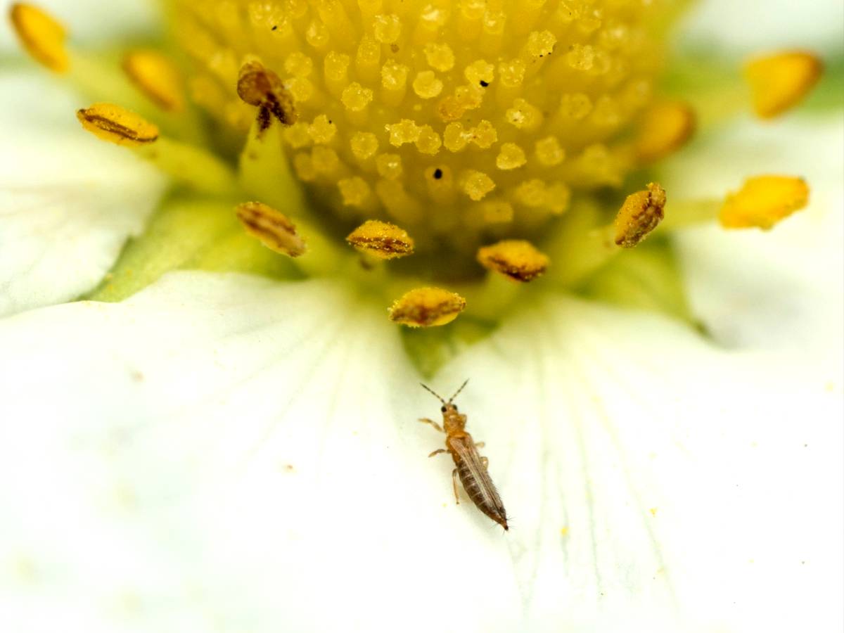 Western flower thrips