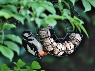 When to feed birds