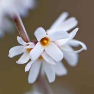 White forsythia flower