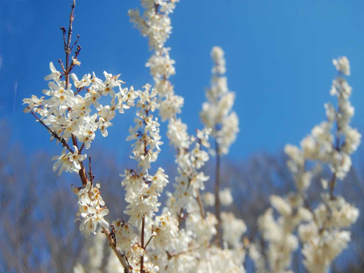 white forsythia, korean forsythia