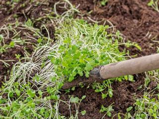 White mustard as green fertilizer