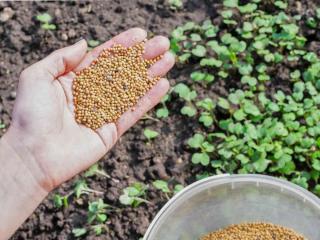 Sowing white mustard