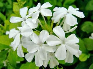 White plumbago