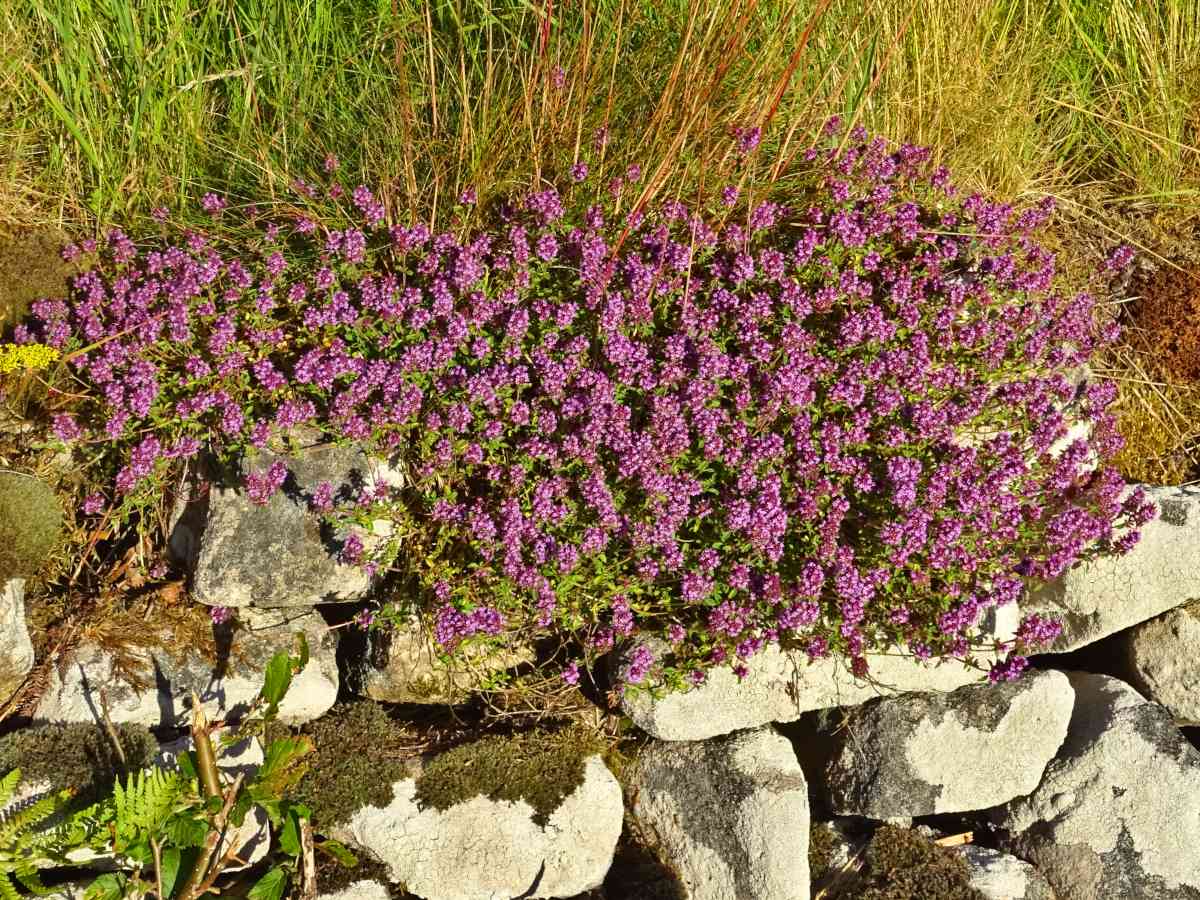 Wild thyme