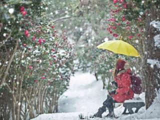 Winter camellia