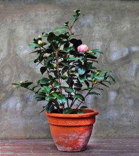 Winter camellia pot