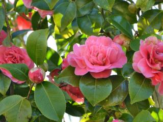 Winter camellia varieties