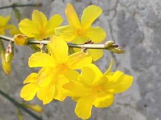 Winter jasmine