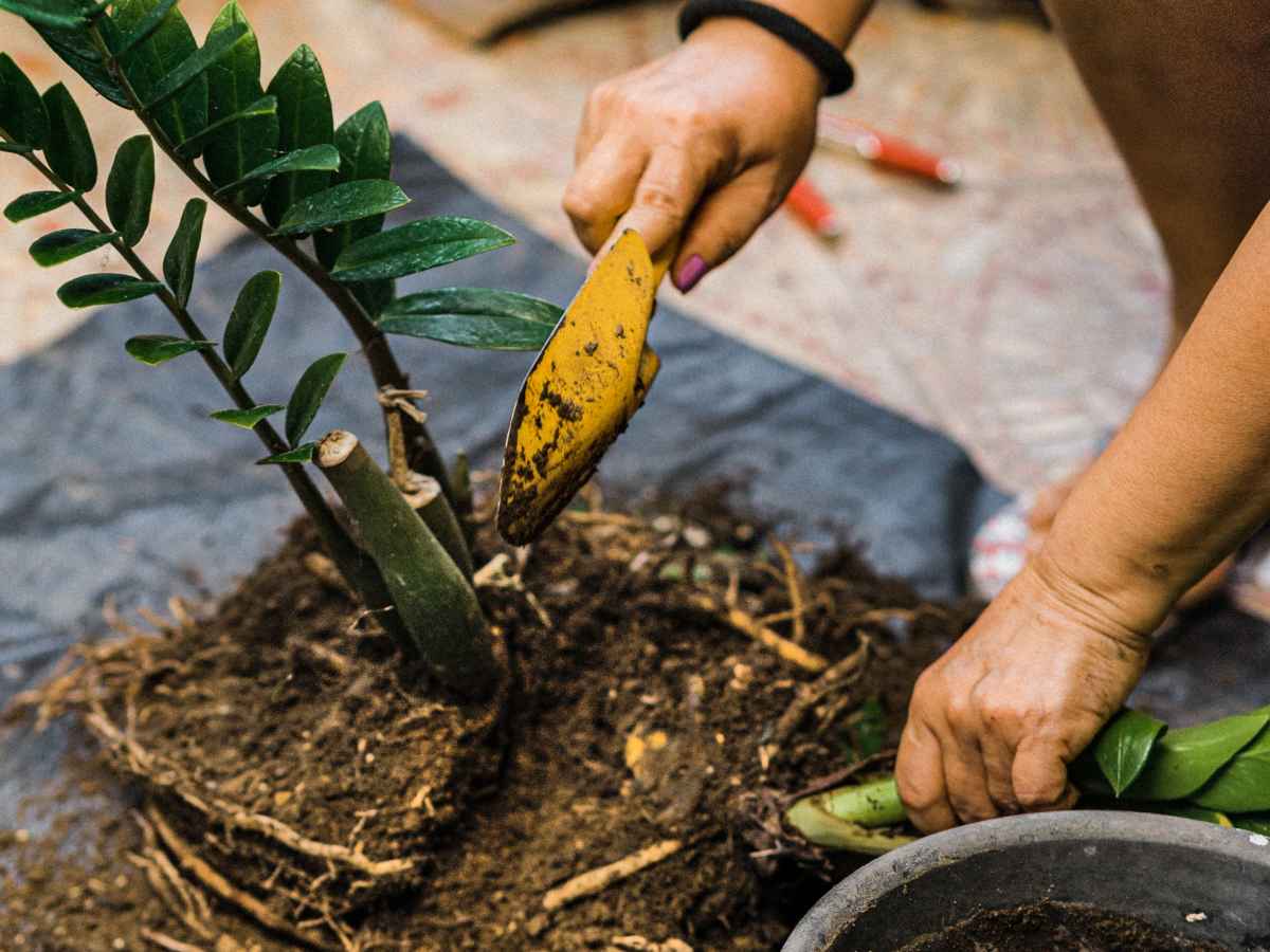 Propagating zamioculcas