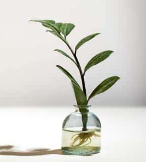 Zamioculcas stem rooted in water