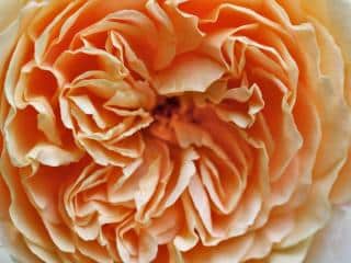 Albrighton rambler rose