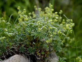 Alchemilla lady's mantle