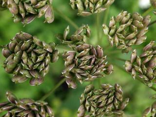 Medicinal uses aniseed