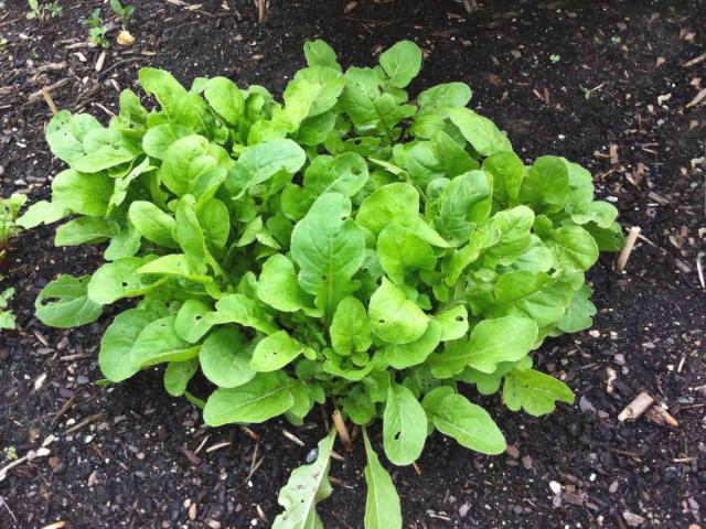 Arugula care