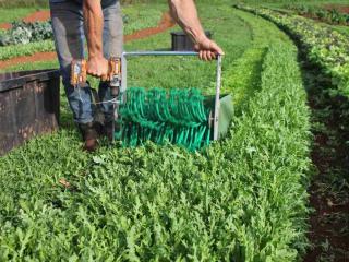 Arugula harvest