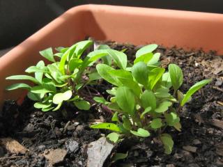 Arugula in a pot